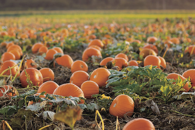 Pumpkin Patch
